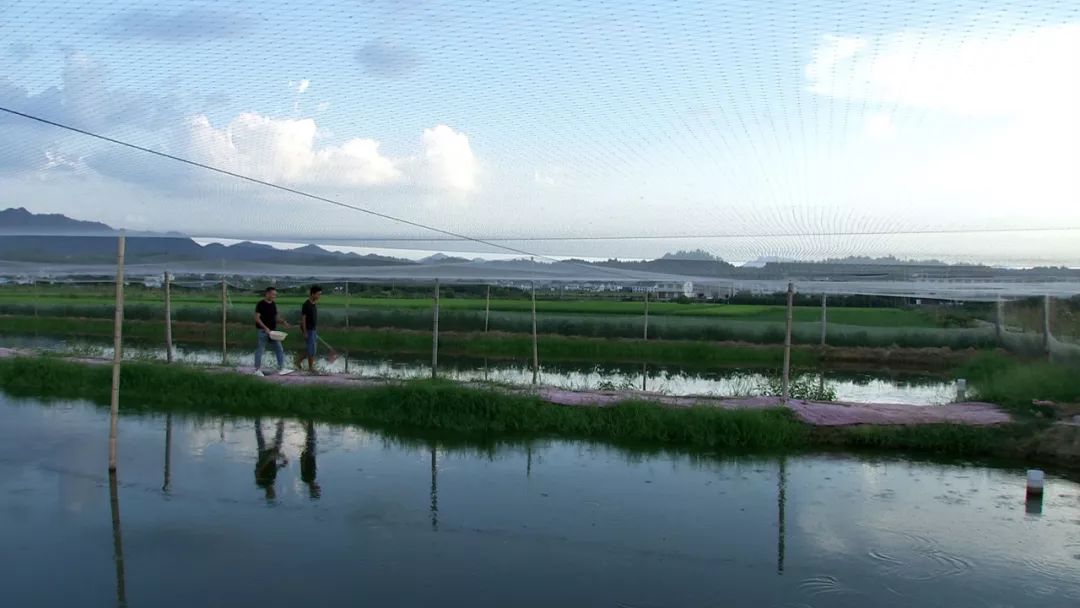 台湾泥鳅养殖前景与利润_致富经台湾泥鳅_台湾泥鳅养殖成本和经济效益