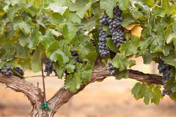 2020年种植什么水果赚钱？最有前景的水果新品种