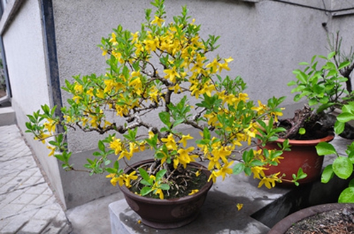 种子种植连翘技术视频_如何种植连翘_连翘种子种植技术