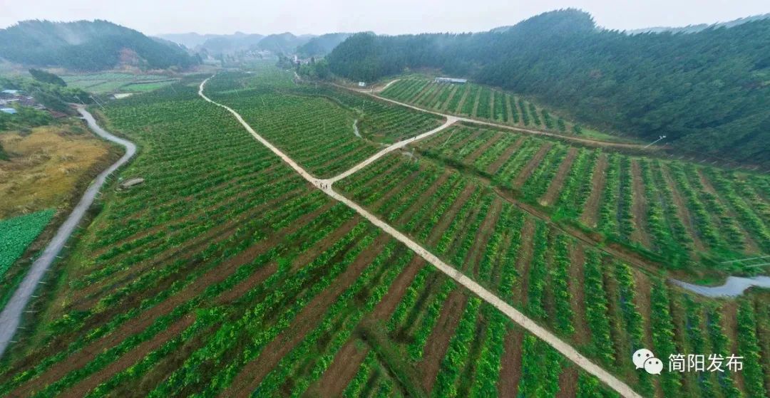 致富养殖场简阳_简阳养殖企业有哪些_简阳养殖种植合作社