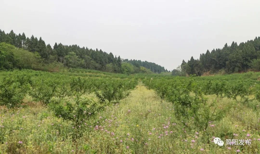 致富养殖场简阳_简阳养殖企业有哪些_简阳养殖种植合作社