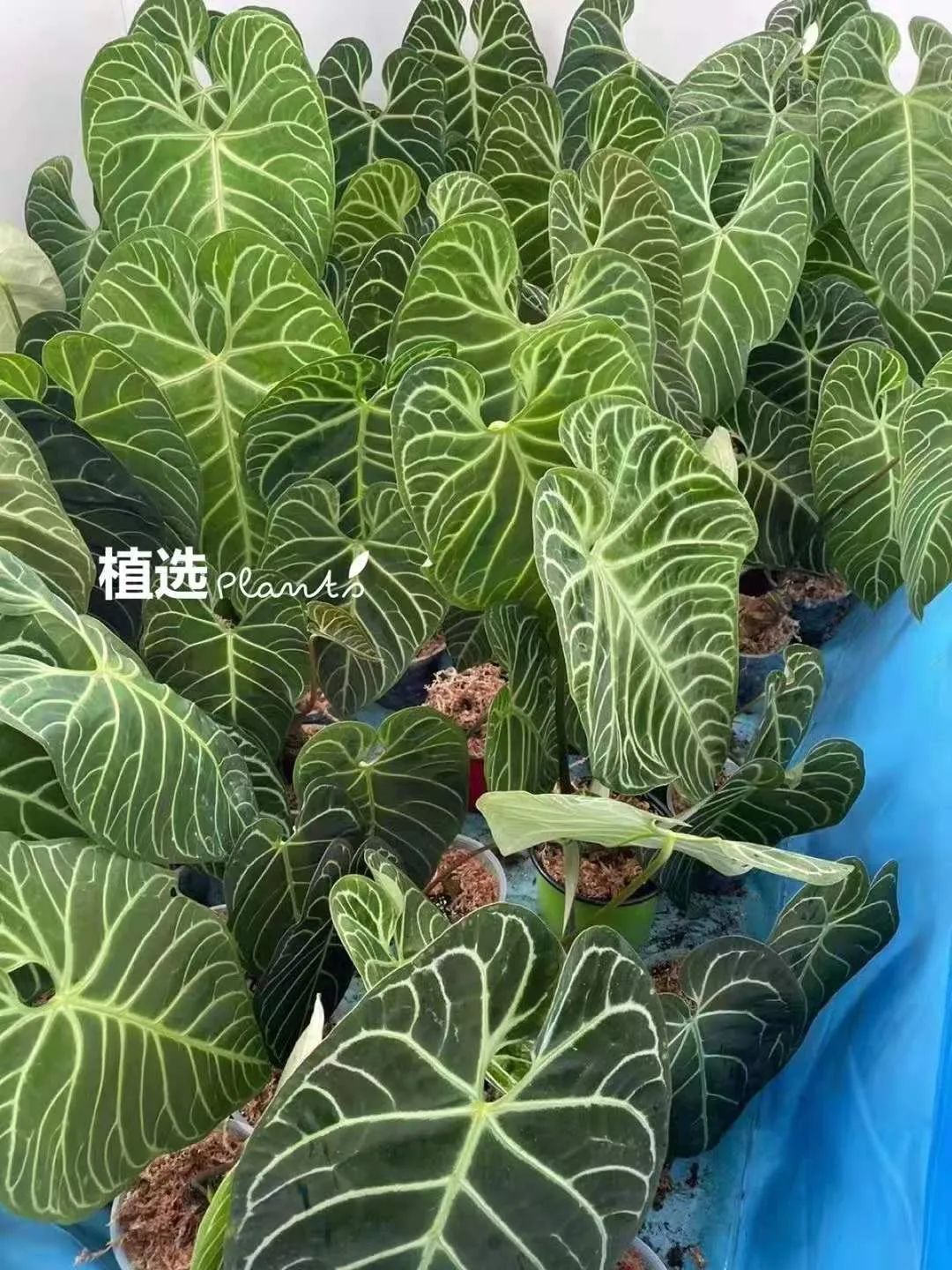 红掌养殖技术视频_红掌养殖技术_红掌养殖过程及心得