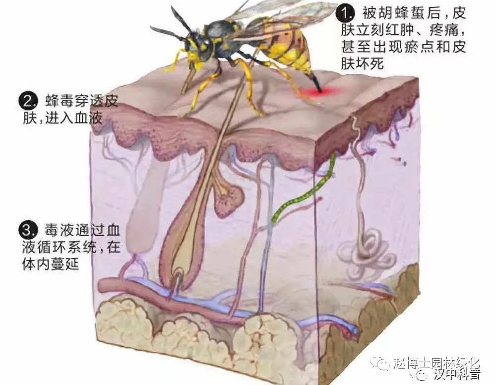 蜂后怎么养_养黑尾蜂怎么养方法_黑尾蜂养殖技术