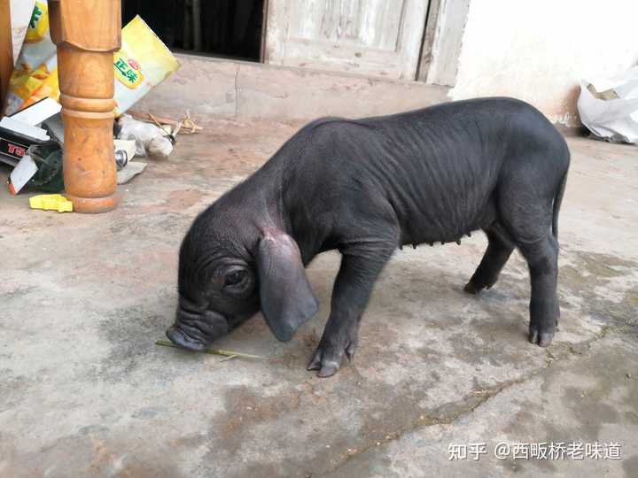 致富养殖业_养殖致富项目视频_致富养殖合作视频