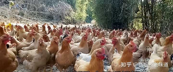养殖致富项目视频_致富养殖合作视频_致富养殖业