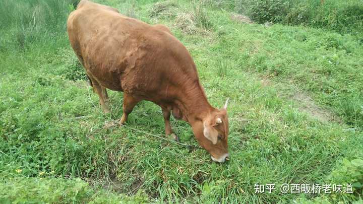 致富养殖合作视频_致富养殖业_养殖致富项目视频