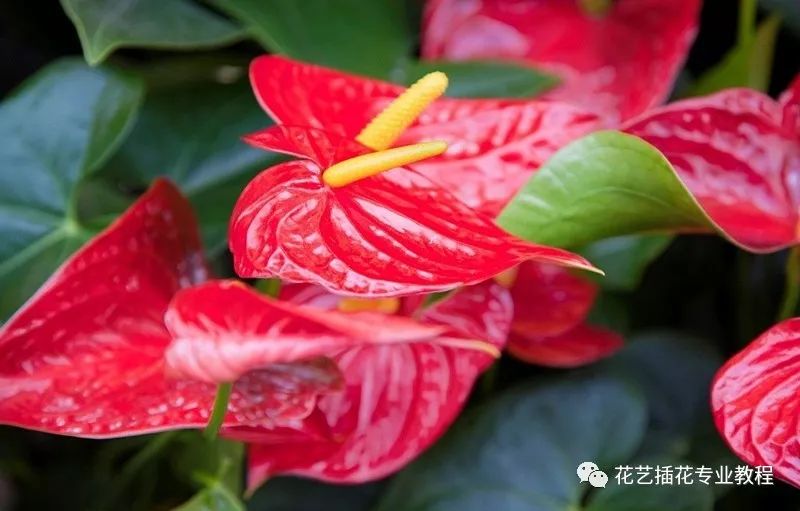 养殖红掌技术视频教程_红掌养殖技术_红掌养殖技术视频