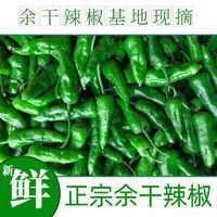 致富种植草果视频_致富种植草果图片_草果种植致富