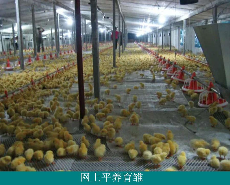 怎样养殖小鸡技术_小鸡养殖技术和常出现的病症_小鸡养殖技术视频