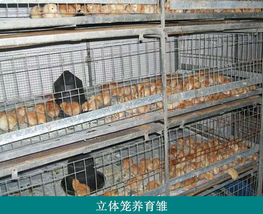 小鸡养殖技术和常出现的病症_怎样养殖小鸡技术_小鸡养殖技术视频