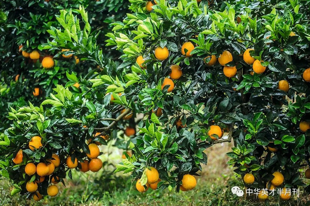 种植致富案例_农业节目致富经种植视频_科学种植致富视频