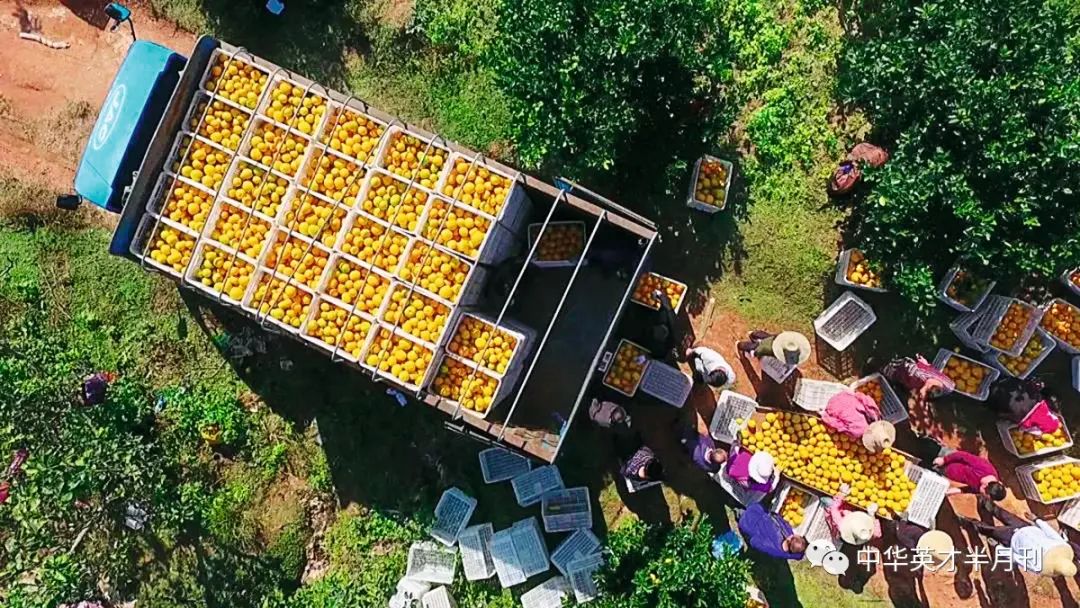 农业节目致富经种植视频_科学种植致富视频_种植致富案例