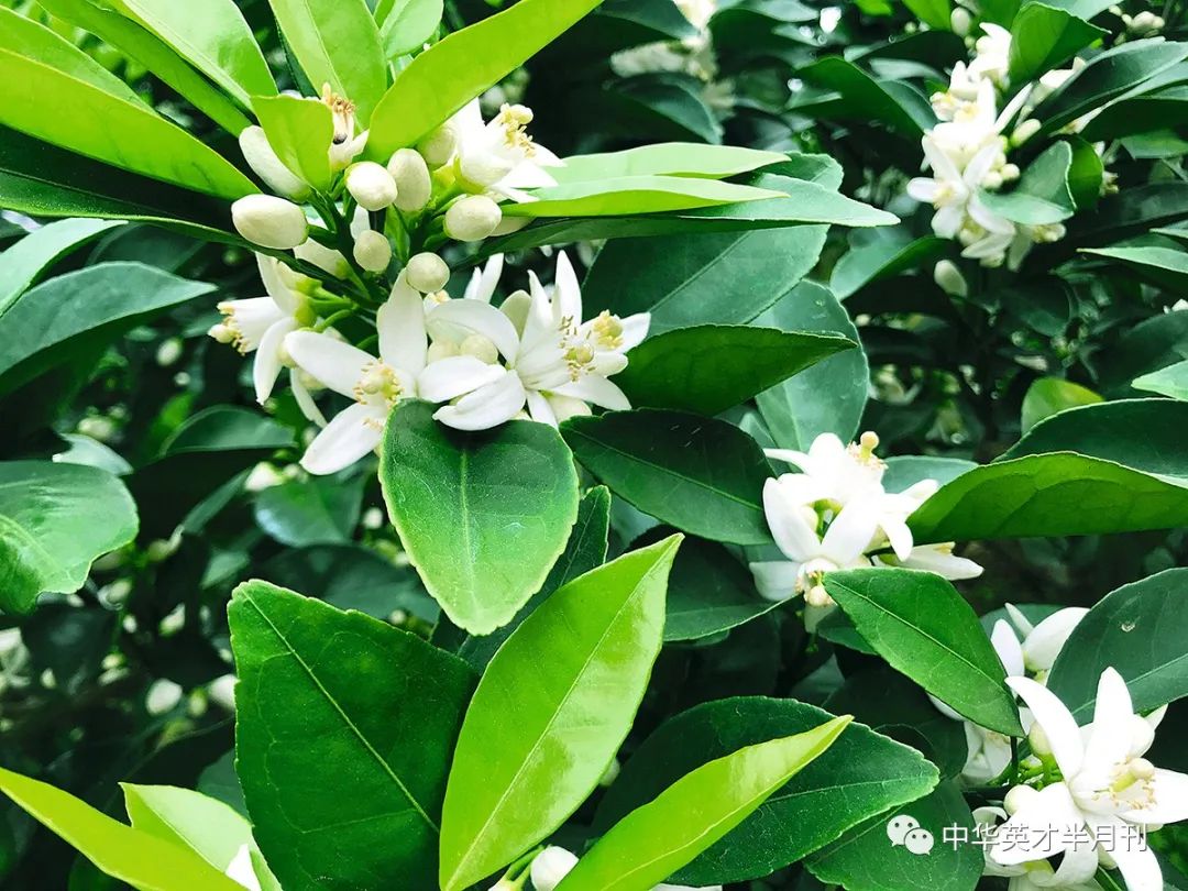 农业节目致富经种植视频_种植致富案例_科学种植致富视频