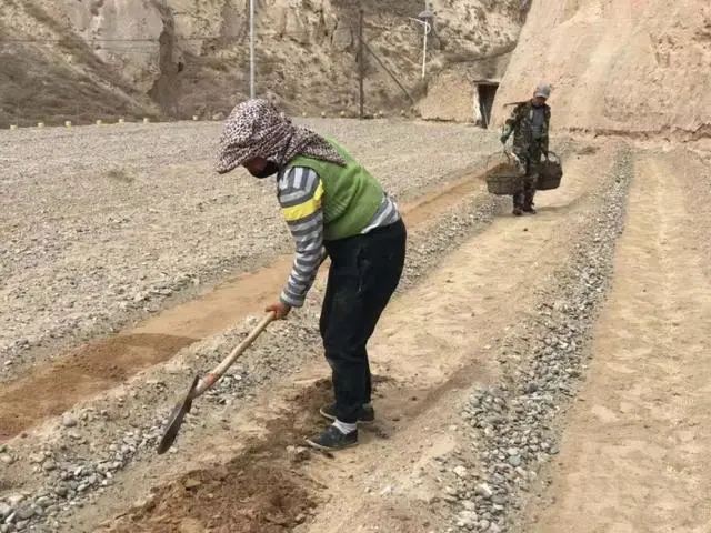 麦套西瓜的种植技术_麦套西瓜种植技术视频_麦套西瓜什么时候育苗