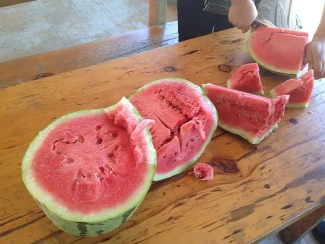麦套西瓜种植技术视频_麦套西瓜什么时候育苗_麦套西瓜的种植技术