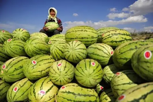 麦套西瓜的种植技术_麦套西瓜种植技术视频_麦套西瓜什么时候育苗