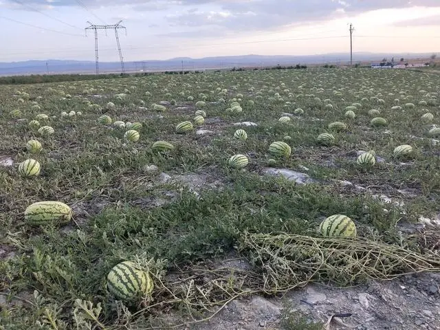 麦套西瓜种植技术视频_麦套西瓜什么时候育苗_麦套西瓜的种植技术