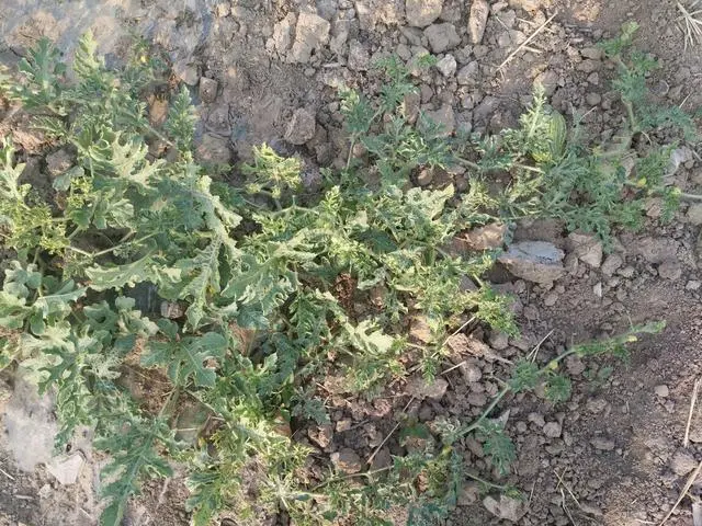 麦套西瓜种植技术视频_麦套西瓜的种植技术_麦套西瓜什么时候育苗