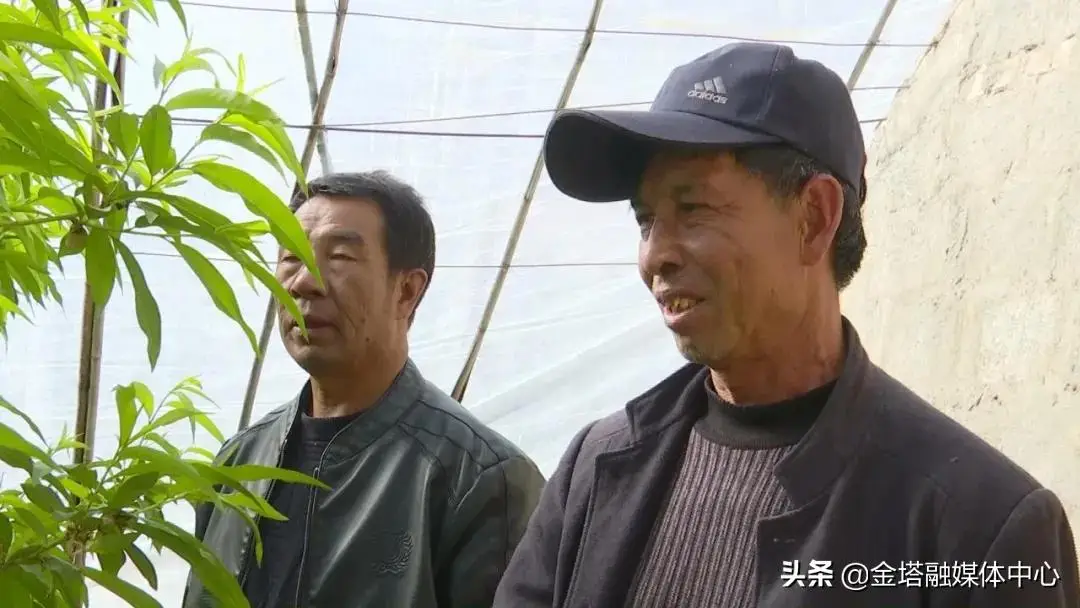 金塔中药种植致富_金塔中药种植致富_金塔中药种植致富