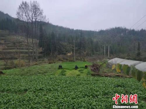 村民正在割草。　石小杰　摄
