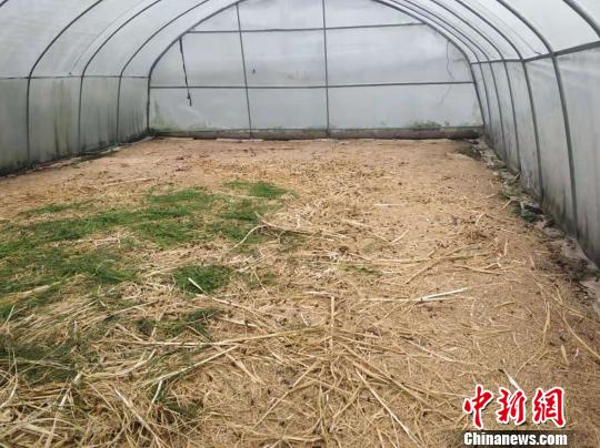 蚂蚱养殖基地。　石小杰 摄