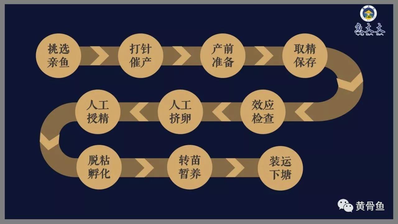 黄颡鱼养殖技术视频_黄颡鱼养殖技术教学_主养黄颡鱼成鱼养殖模式