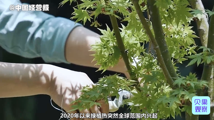 致富经盆景种植_致富经盆栽_盆景致富