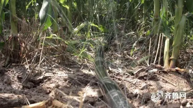 种植粮食的视频_粮食绿色高产高效创建_绿色粮食种植致富