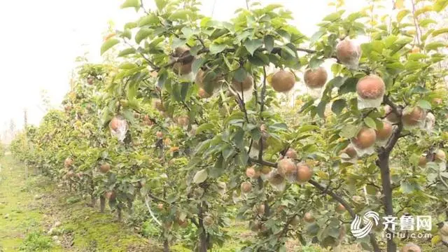 粮食绿色高产高效创建_绿色粮食种植致富_种植粮食的视频