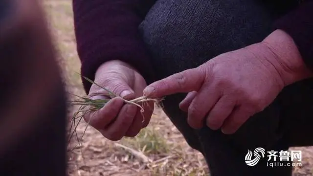 种植粮食的视频_绿色粮食种植致富_粮食绿色高产高效创建
