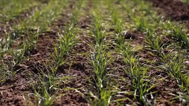 粮食绿色高产高效创建_绿色粮食种植致富_种植粮食的视频