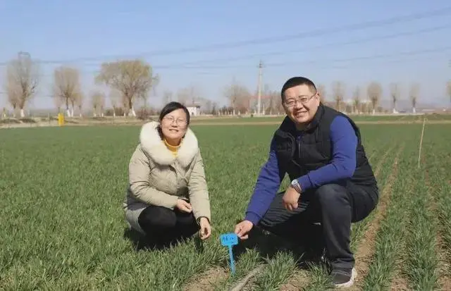 绿色粮食种植致富_种植粮食的视频_粮食绿色高产高效创建