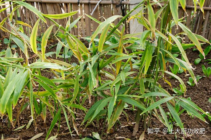 生姜种植技术_生姜种植技术和施肥方法_生姜种植技术全套视频教程