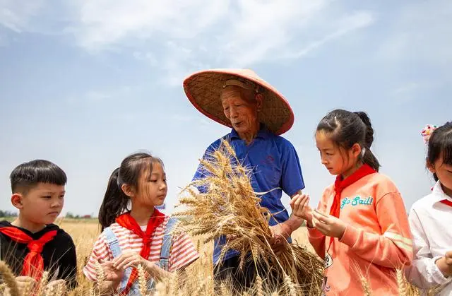 致富粮食种植方案怎么写_粮食种植致富方案_粮食种植视频