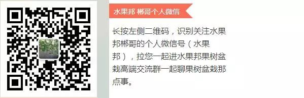 干货！3种水果的盆栽技术（树莓+柠檬+橘子+苹果+石榴）