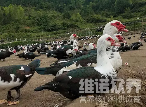 番鸭怎么养殖技术_番鸭养殖技术视频_番鸭的养殖成本及利润