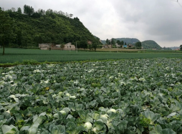 春甘蓝的种植技术_种植春甘蓝技术要求_春甘蓝的种植