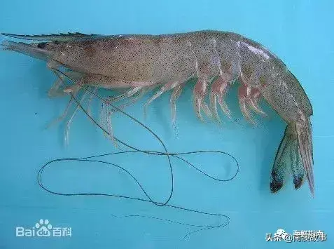 虾类养殖技术_虾类养殖_九节虾的养殖技术