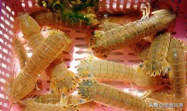 九节虾的养殖技术_虾类养殖_虾类养殖技术