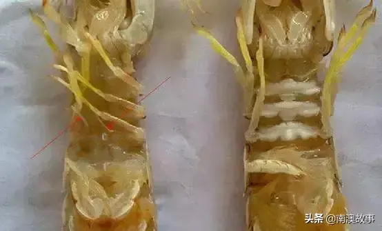 九节虾的养殖技术_虾类养殖技术_虾类养殖