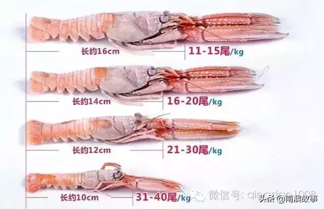 虾类养殖技术_九节虾的养殖技术_虾类养殖