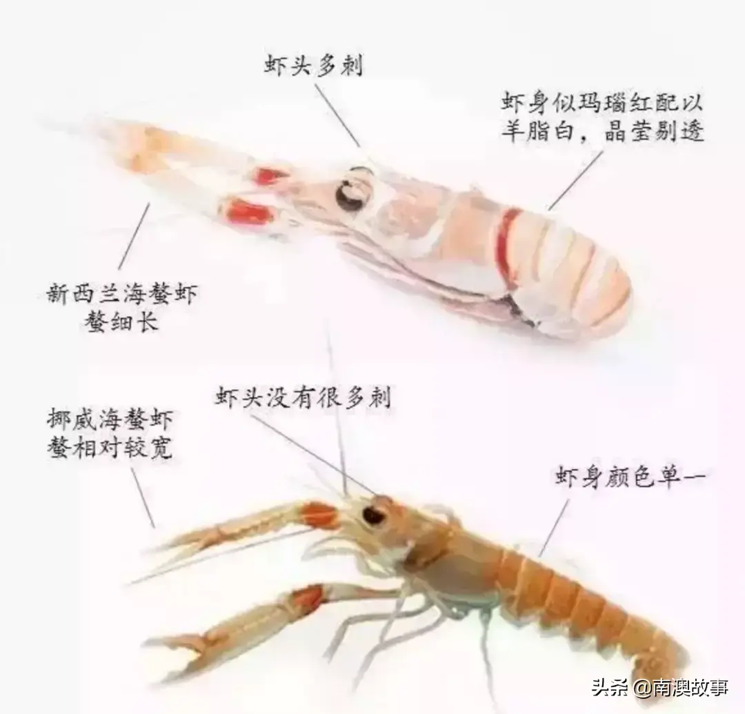 虾类养殖_虾类养殖技术_九节虾的养殖技术