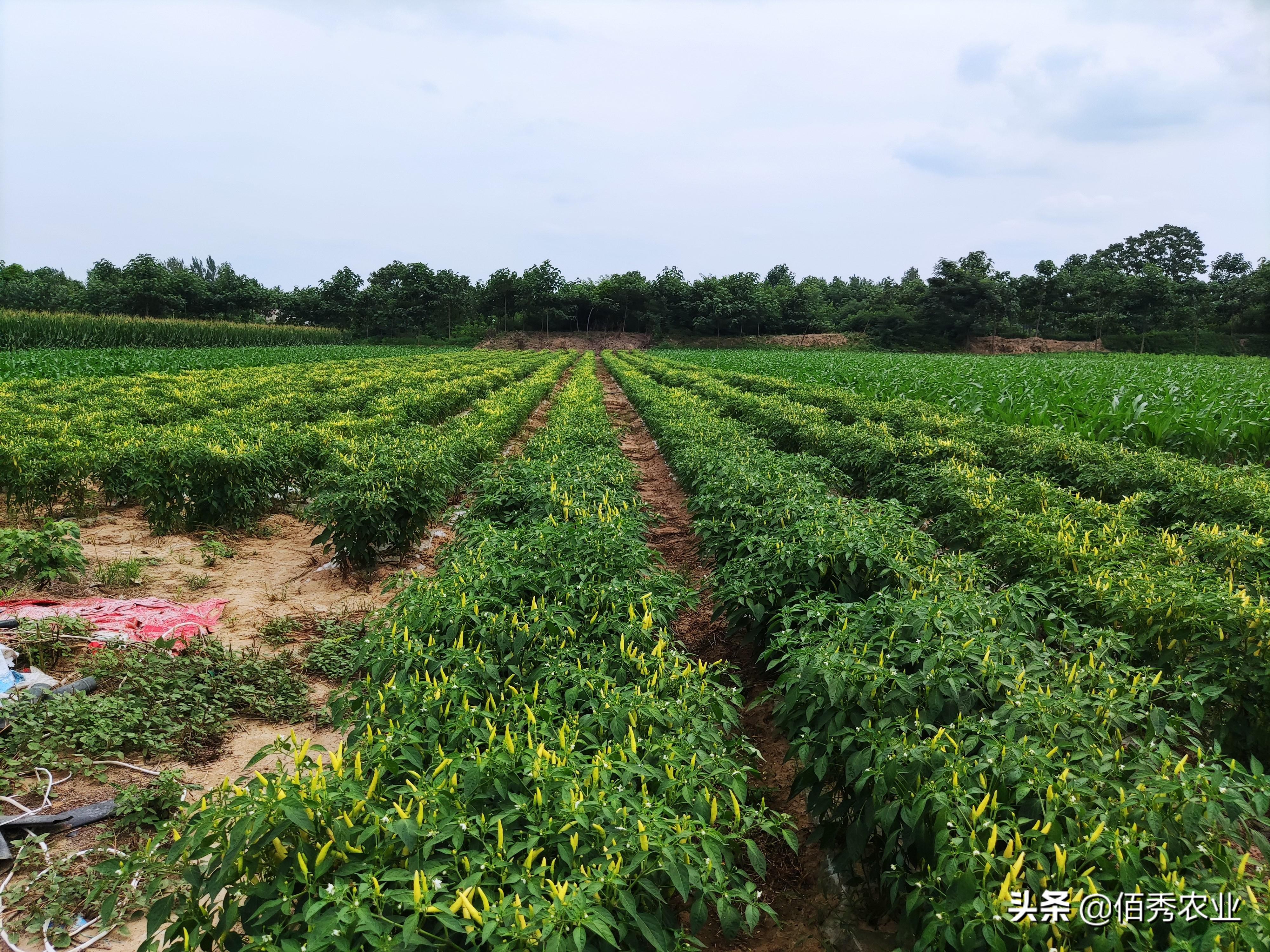 辣椒种植管理技术ppt_种植辣椒的管理技术_辣椒种植管理技术要点