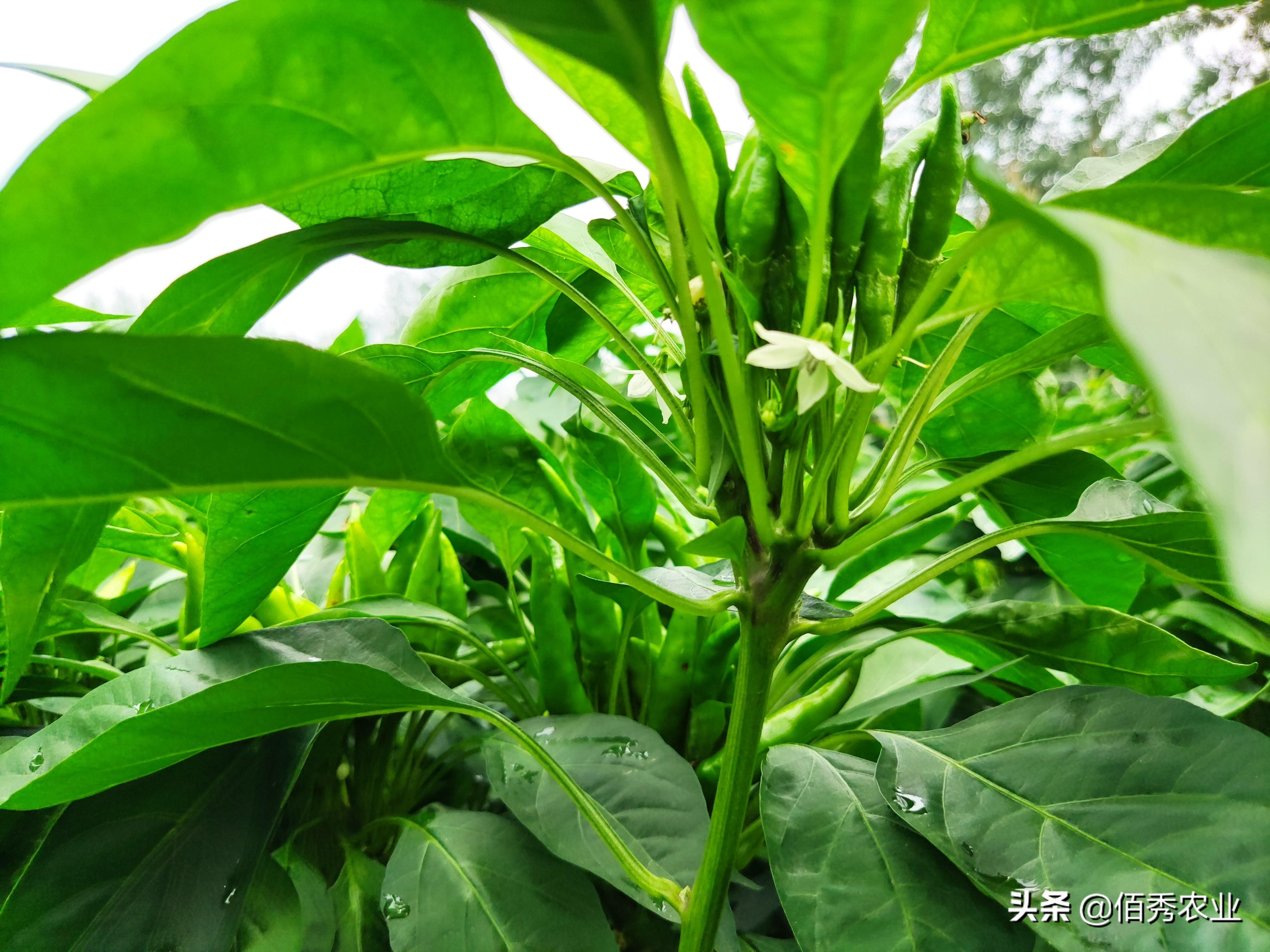 种植辣椒的管理技术_辣椒种植管理技术ppt_辣椒种植管理技术要点