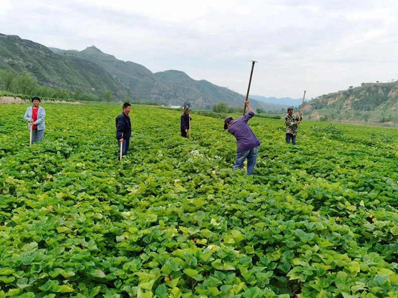 预计产值可达1.2亿元，红薯成为绥德农民致富的“金疙瘩”