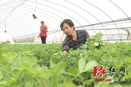 种植黑花生走上致富路_种植黑花生走上致富路_种植黑花生走上致富路