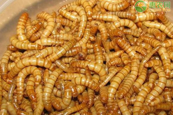 黄粉虫养殖致富经视_黄粉虫养殖致富经视_黄粉虫养殖致富经视