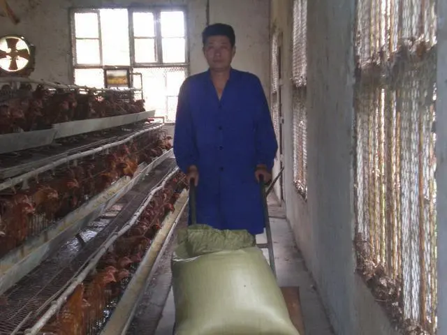 鱼塘养鸡场搭建_鱼塘上建养鸡场致富经_鱼塘和养鸡场在什么方向