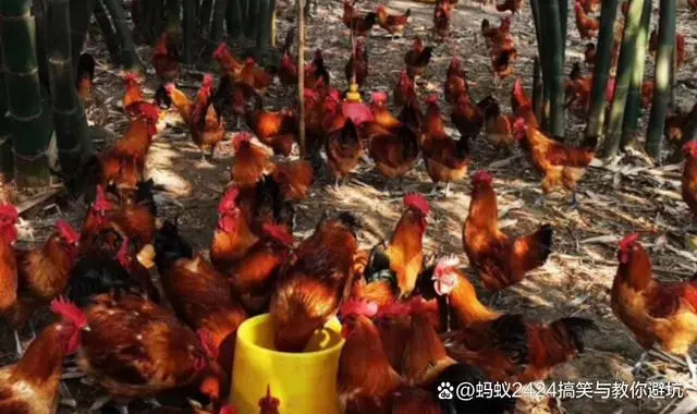 鱼塘上养鸡有什么好处_鱼塘养鸡场搭建_鱼塘上建养鸡场致富经