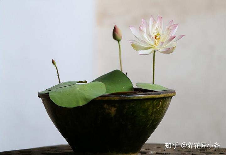 致富经高产藕种植视频_种藕带利润怎么样_致富经种藕带